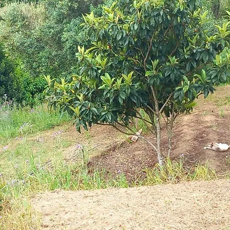 Casa Do Sobreiro 2 Bed & Breakfast