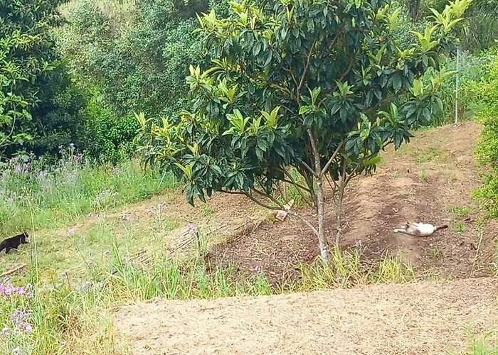 Casa Do Sobreiro 2 Bed & Breakfast